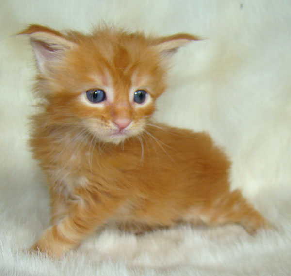     Catsvill County!   !    !       !!!    Catsvill County +7-926-544-74-09     .   ,   ,   ,    ,   ,  ,     ,   -,    ,   !